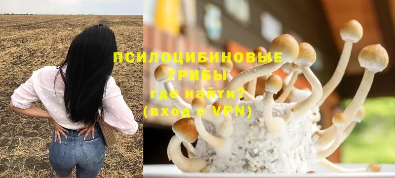 Галлюциногенные грибы Cubensis  Жигулёвск 